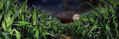 Dark corn field by Panoramic Images canvas print