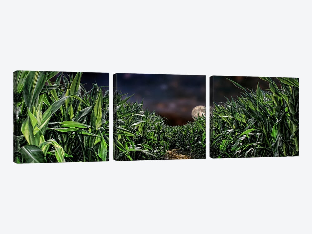 Dark corn field by Panoramic Images 3-piece Canvas Print