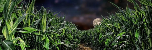 Photography: Dark corn field by Panoramic Images