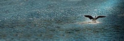 Bird taking off over water by Panoramic Images acrylic art print