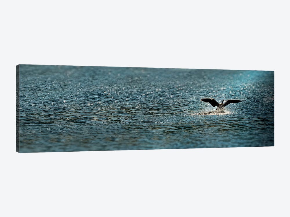 Bird taking off over water by Panoramic Images 1-piece Canvas Art Print
