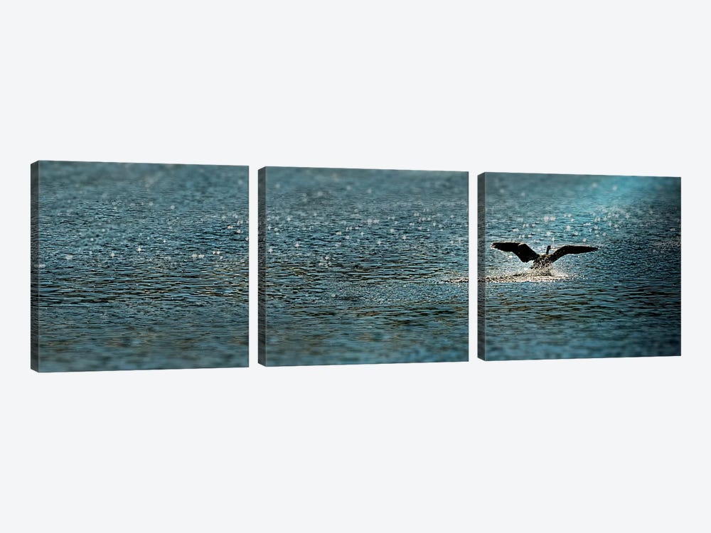 Bird taking off over water by Panoramic Images 3-piece Canvas Art Print