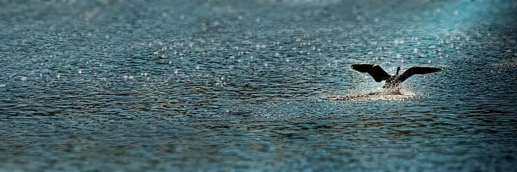 Bird taking off over water