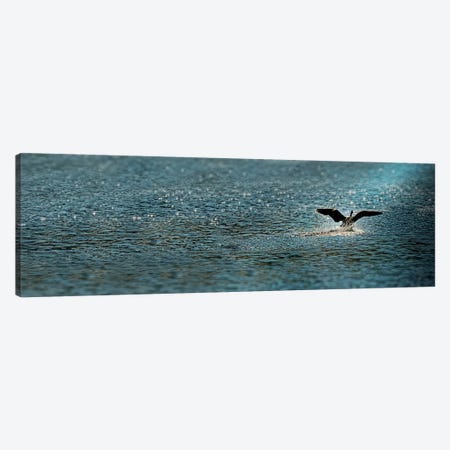 Bird taking off over water Canvas Print #PIM9920} by Panoramic Images Canvas Art Print
