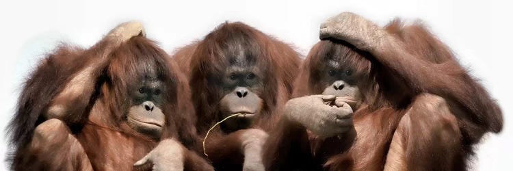 Close-up of three orangutans