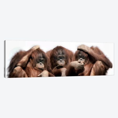 Close-up of three orangutans Canvas Print #PIM9925} by Panoramic Images Canvas Art