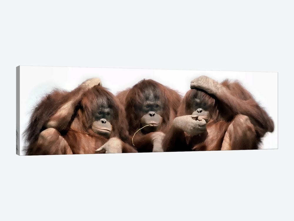 Close-up of three orangutans by Panoramic Images 1-piece Canvas Wall Art