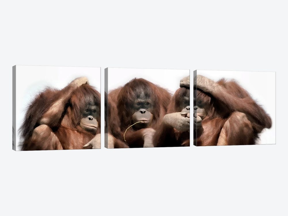 Close-up of three orangutans by Panoramic Images 3-piece Canvas Wall Art