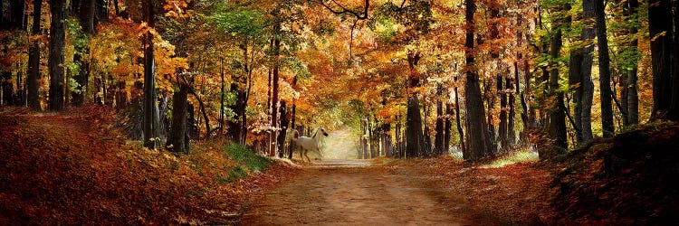 Horse running across road in fall colors