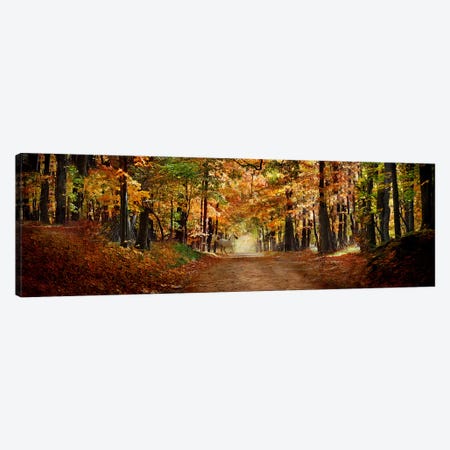 Horse running across road in fall colors Canvas Print #PIM9927} by Panoramic Images Canvas Artwork