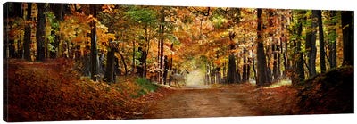 Horse running across road in fall colors Canvas Art Print - Nature Panoramics
