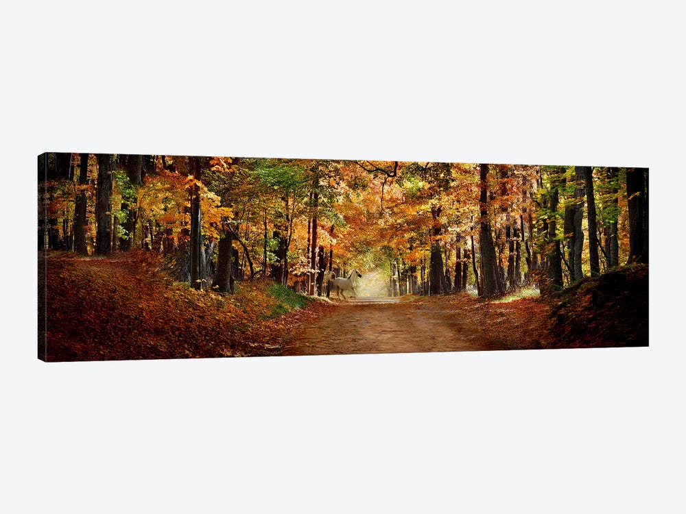 Horse running across road in fall colors by Panoramic Images 1-piece Canvas Artwork