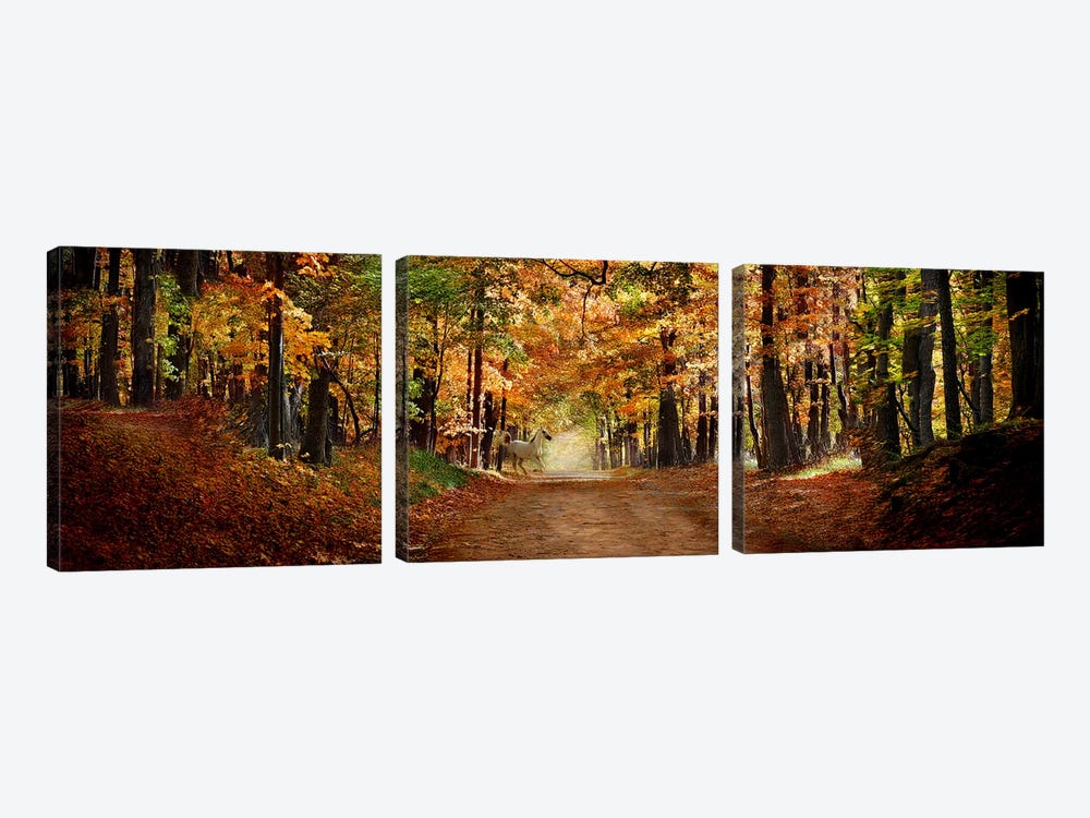Horse running across road in fall colors by Panoramic Images 3-piece Canvas Art