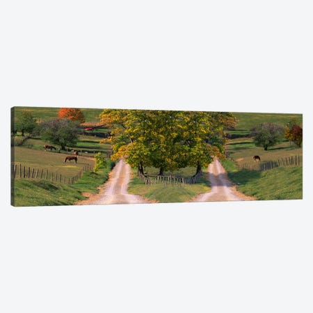 Two dirt roads passing through farms in autumn Canvas Print #PIM9930} by Panoramic Images Canvas Wall Art