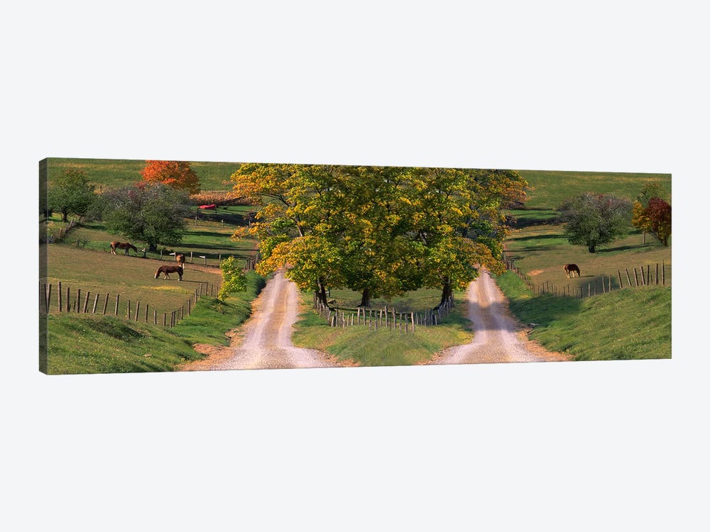Two dirt roads passing through farms in autumn by Panoramic Images 1-piece Canvas Artwork
