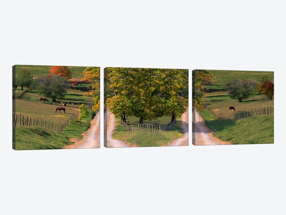 Two dirt roads passing through farms in autumn by Panoramic Images 3-piece Canvas Artwork