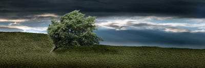 Tree swaying in storm by Panoramic Images canvas print