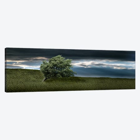Tree swaying in storm Canvas Print #PIM9936} by Panoramic Images Canvas Print