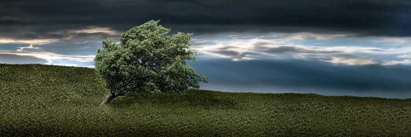 Tree swaying in storm