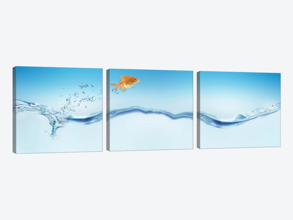 Goldfish jumping out of water by Panoramic Images 3-piece Art Print