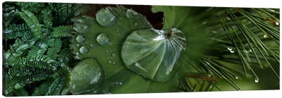 Close-up of leaves with water droplets Canvas Art Print - Leaf Art