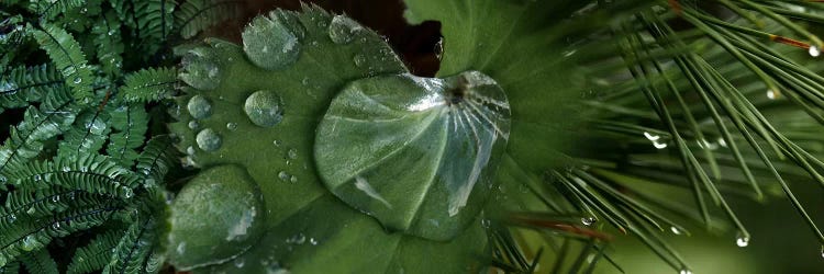 Close-up of leaves with water droplets