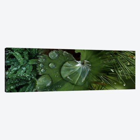 Close-up of leaves with water droplets Canvas Print #PIM9944} by Panoramic Images Canvas Wall Art