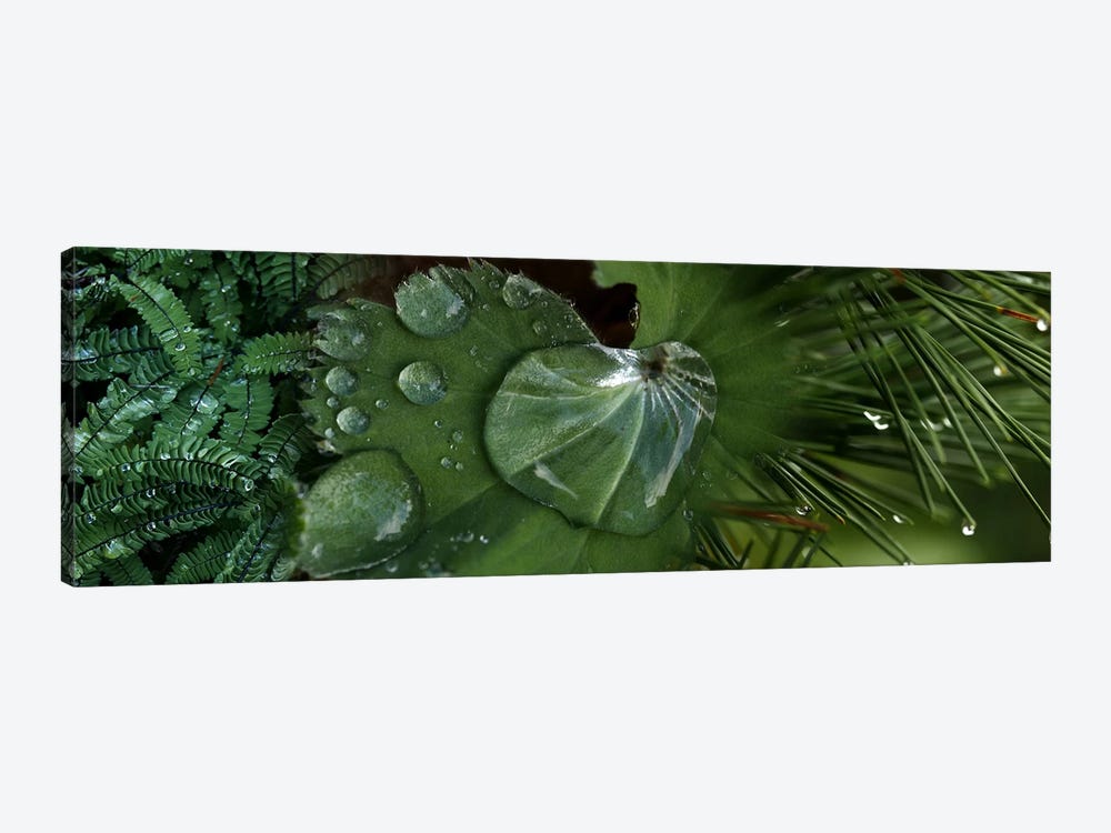 Close-up of leaves with water droplets by Panoramic Images 1-piece Art Print