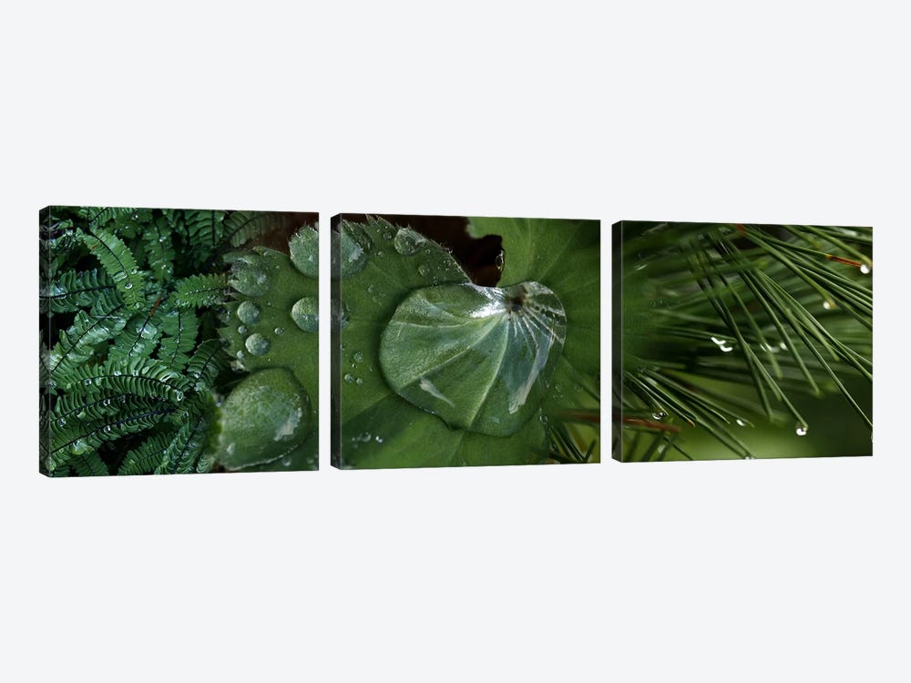 Close-up of leaves with water droplets by Panoramic Images 3-piece Canvas Print
