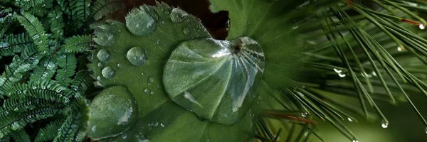 Water Close-Ups: Close-up of leaves with water droplets by Panoramic Images