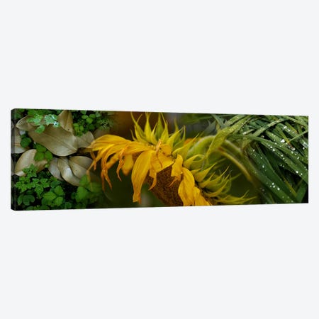 Close-up of leaves with yellow flower Canvas Print #PIM9945} by Panoramic Images Canvas Wall Art