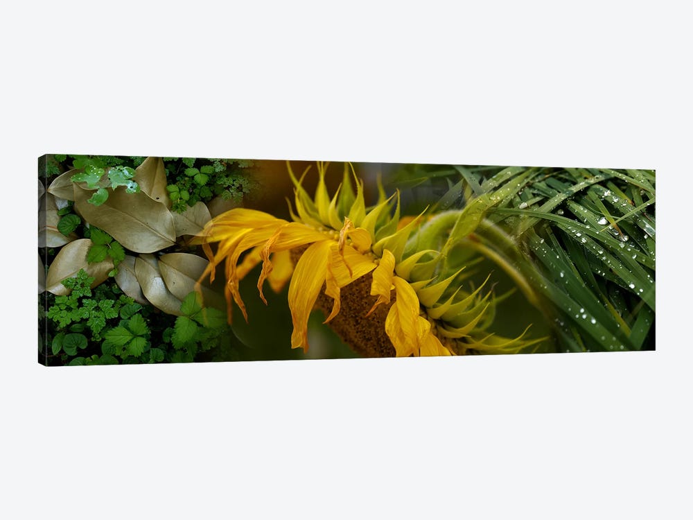 Close-up of leaves with yellow flower by Panoramic Images 1-piece Canvas Wall Art