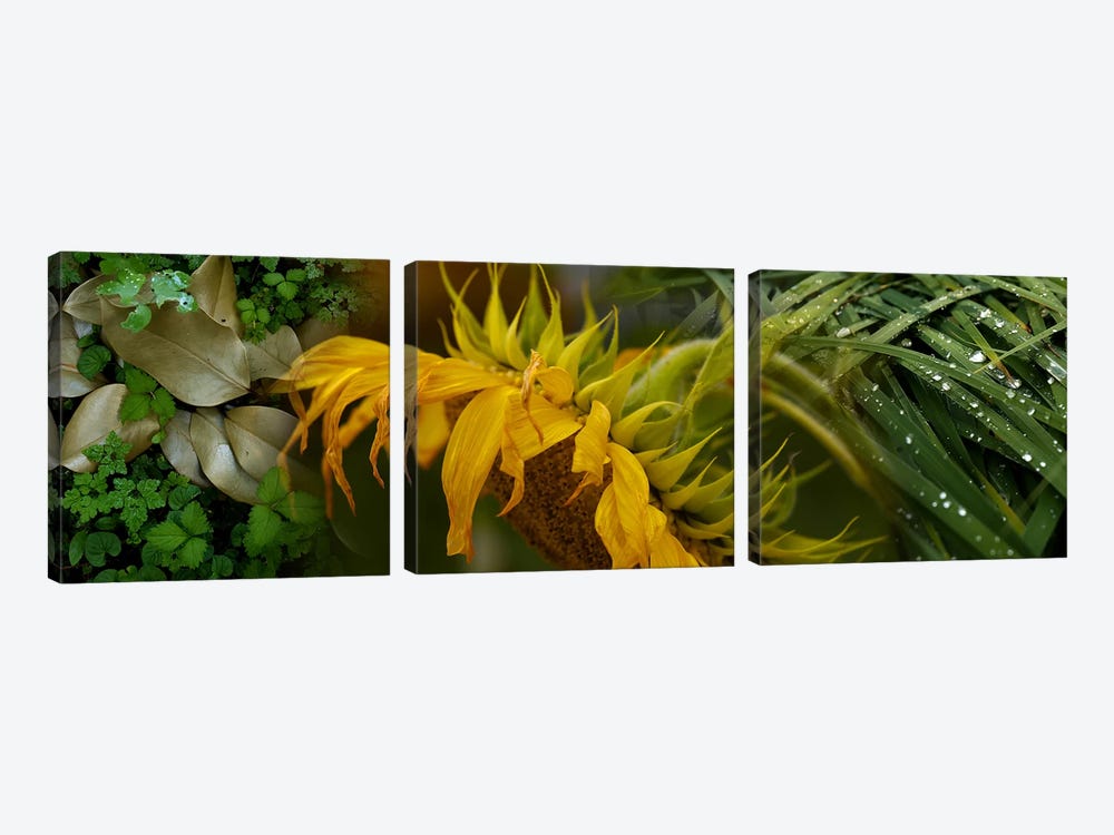Close-up of leaves with yellow flower by Panoramic Images 3-piece Canvas Artwork