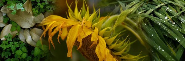 Water Close-Ups: Close-up of leaves with yellow flower by Panoramic Images