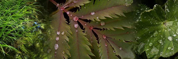 Close-up of leaves with water droplets