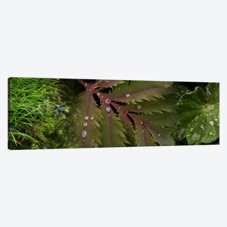 Close-up of leaves with water droplets Canvas Print #PIM9946} by Panoramic Images Canvas Art