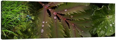 Close-up of leaves with water droplets Canvas Art Print - Water Close-Up Art