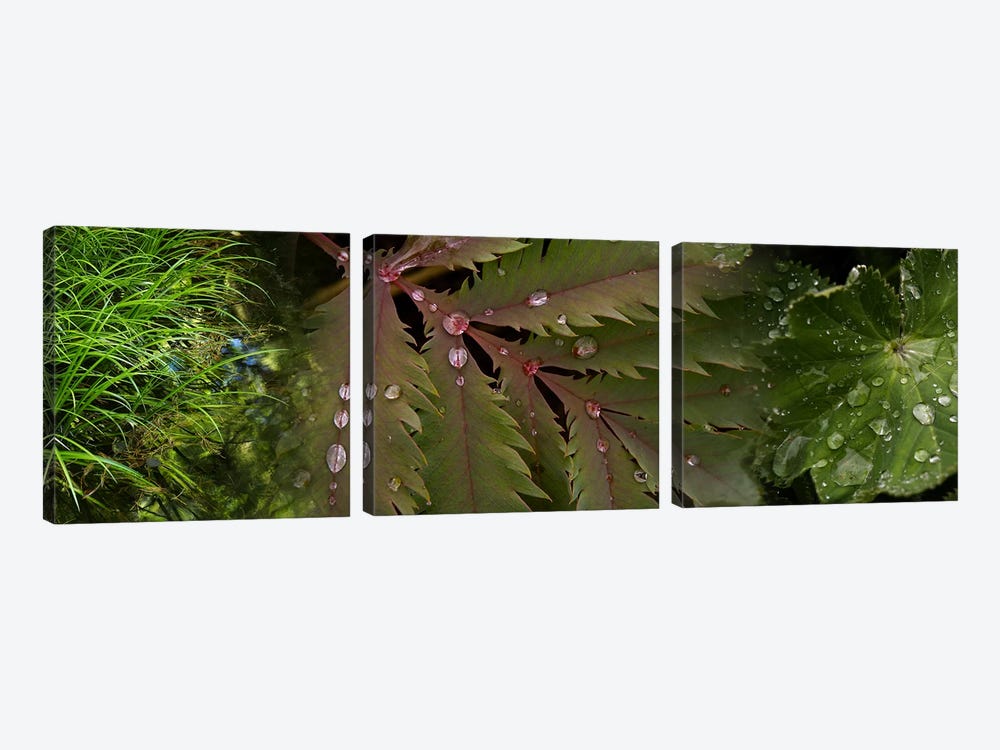 Close-up of leaves with water droplets by Panoramic Images 3-piece Canvas Art Print