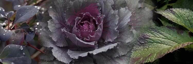 Close-up of leaves and ornamental cabbage with water droplets