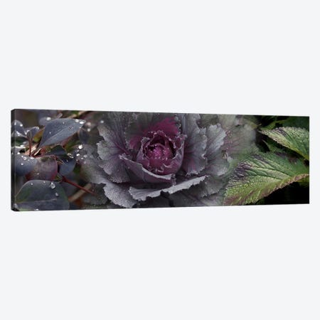 Close-up of leaves and ornamental cabbage with water droplets Canvas Print #PIM9947} by Panoramic Images Canvas Wall Art