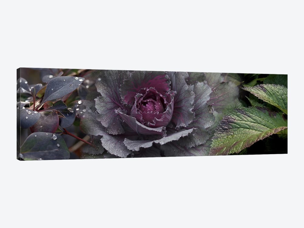 Close-up of leaves and ornamental cabbage with water droplets by Panoramic Images 1-piece Canvas Wall Art