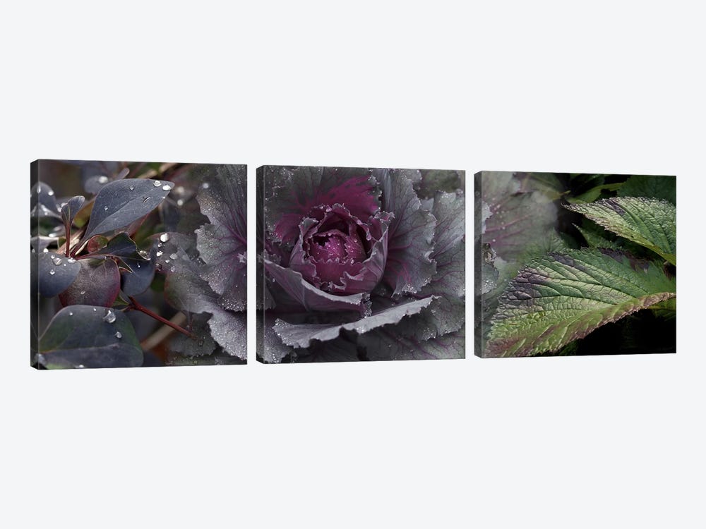 Close-up of leaves and ornamental cabbage with water droplets by Panoramic Images 3-piece Canvas Wall Art