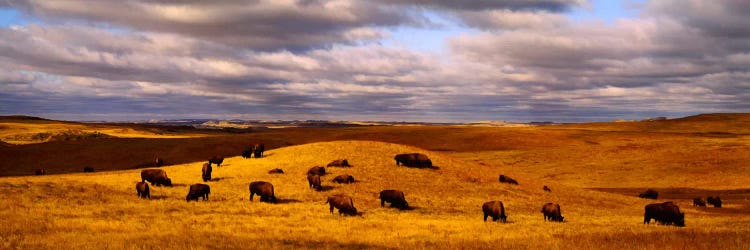 High angle view of buffaloes grazing on a landscapeNorth Dakota, USA