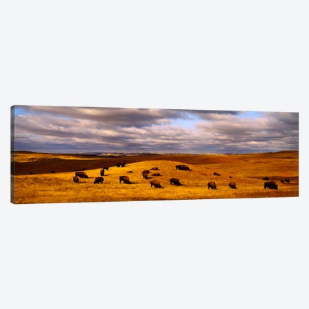 High angle view of buffaloes grazing on a landscapeNorth Dakota, USA Canvas Print #PIM994} by Panoramic Images Canvas Art Print