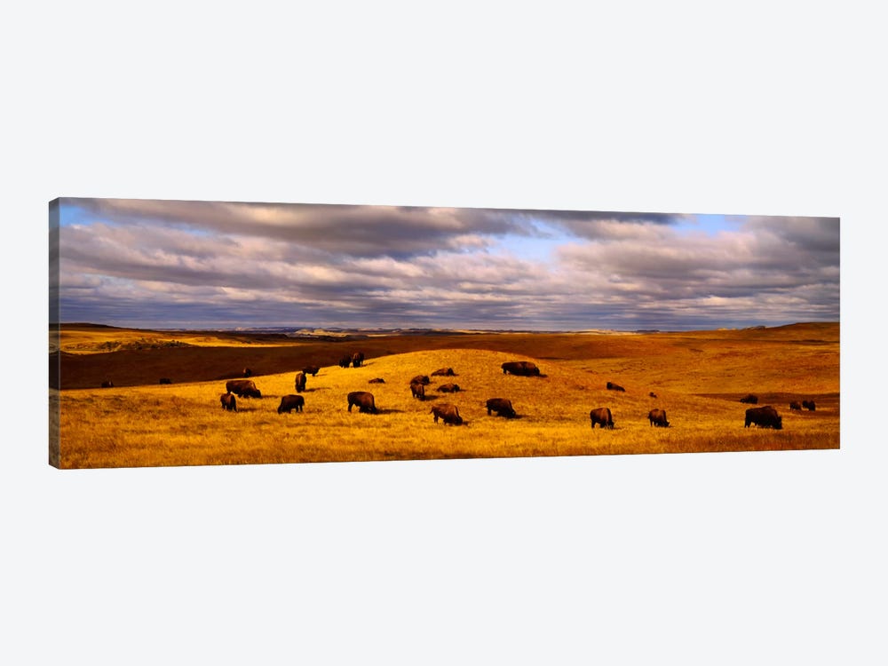 High angle view of buffaloes grazing on a landscapeNorth Dakota, USA by Panoramic Images 1-piece Canvas Print