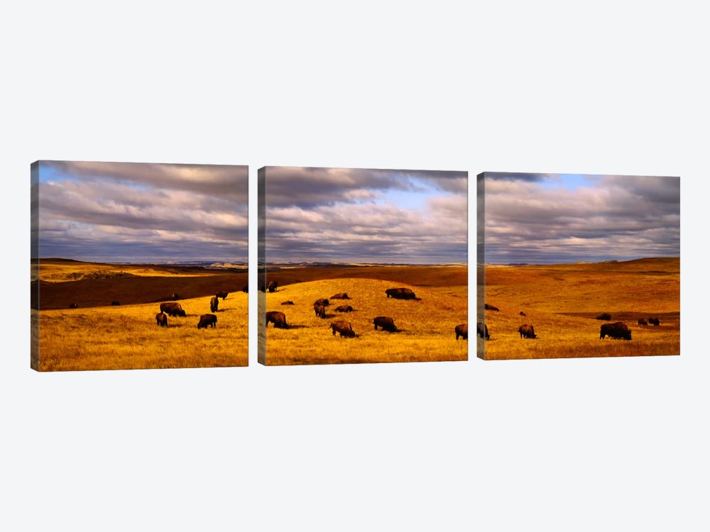 High angle view of buffaloes grazing on a landscapeNorth Dakota, USA by Panoramic Images 3-piece Art Print