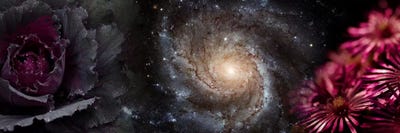 Cabbage with galaxy and pink flowers by Panoramic Images multi panel art