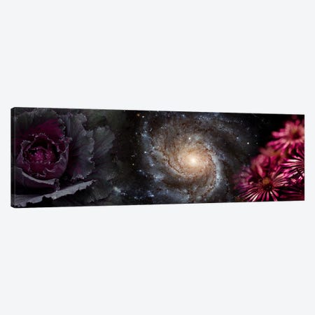 Cabbage with galaxy and pink flowers Canvas Print #PIM9950} by Panoramic Images Canvas Artwork