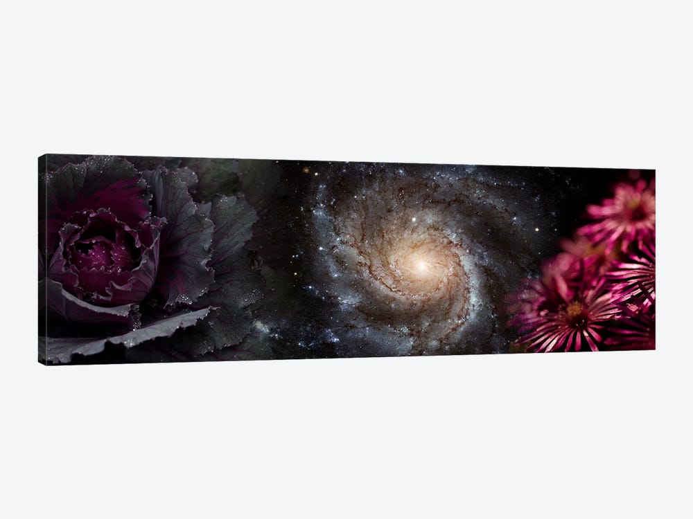 Cabbage with galaxy and pink flowers 1-piece Canvas Wall Art