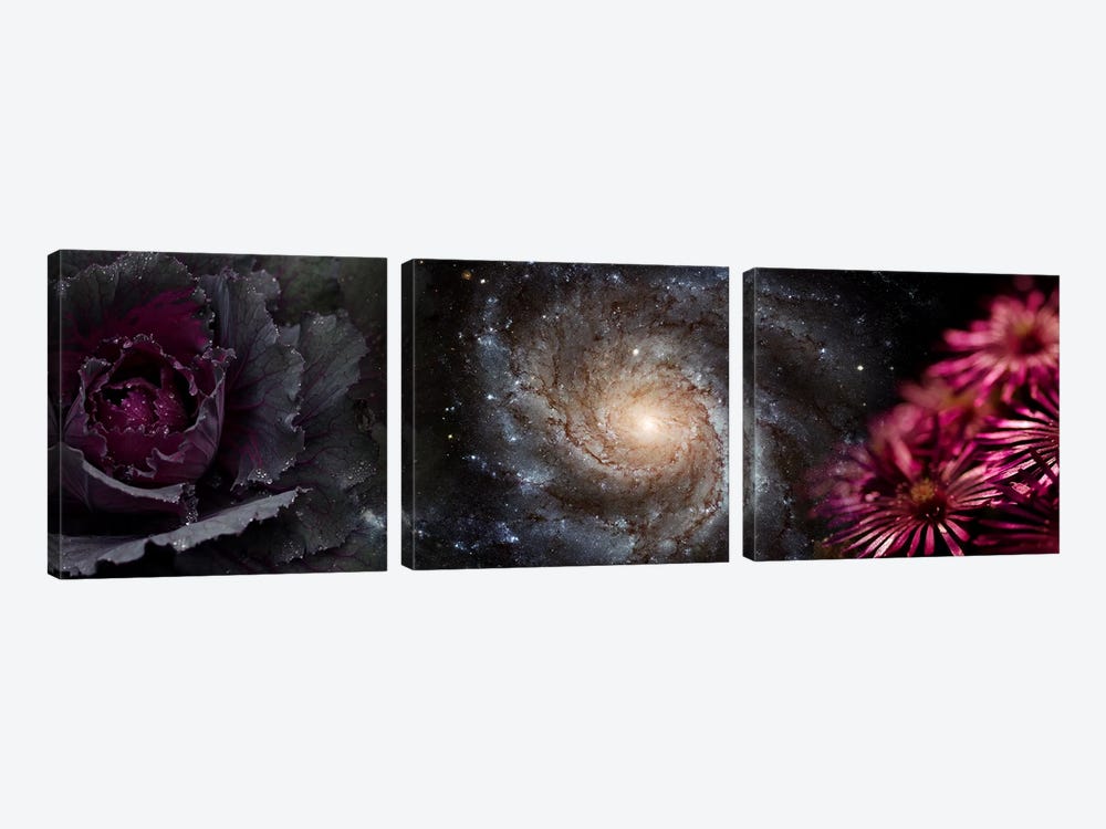 Cabbage with galaxy and pink flowers by Panoramic Images 3-piece Canvas Wall Art